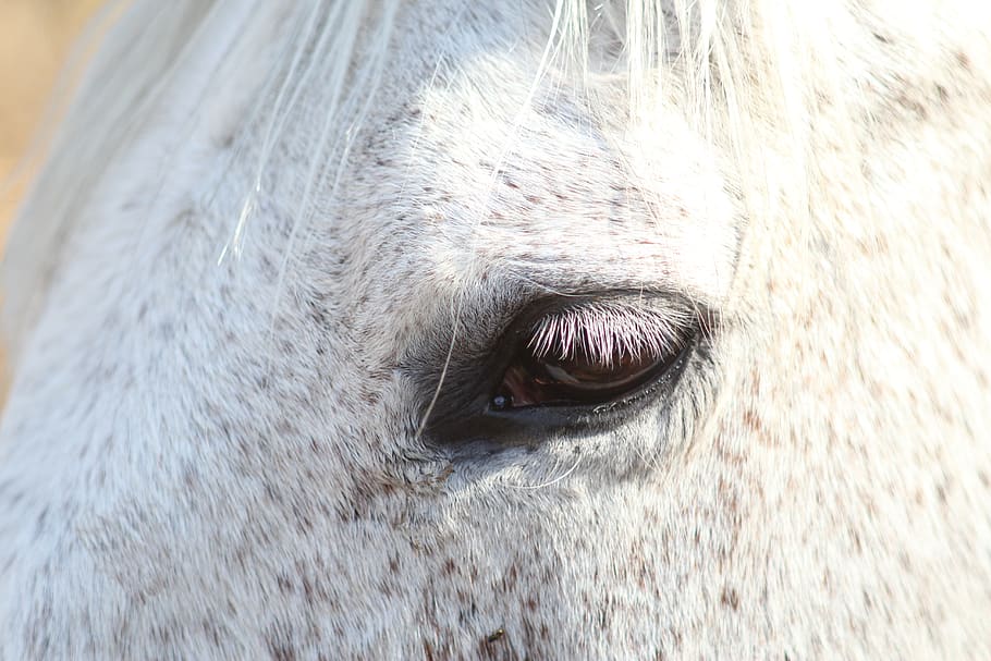 4 Stages of Your Horse's Wound Healing Fauna Care